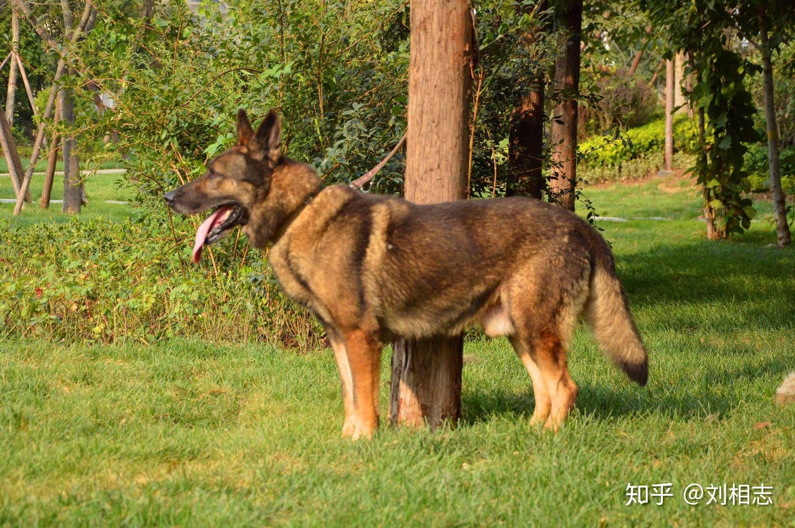 太极色昆明犬是不是不合格的犬? - 知乎