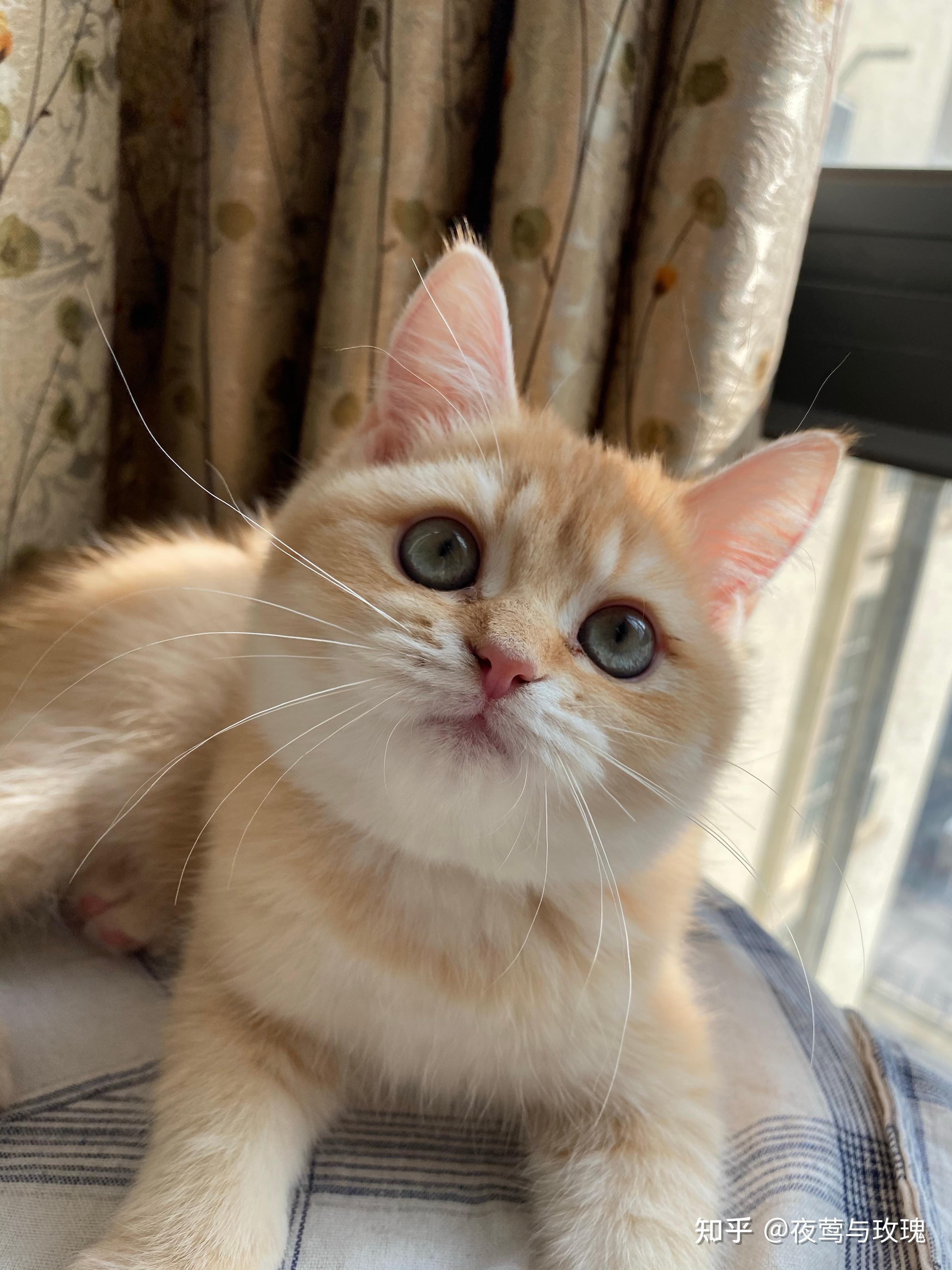 请问这是巧克力色by12金渐层吗? - 知乎