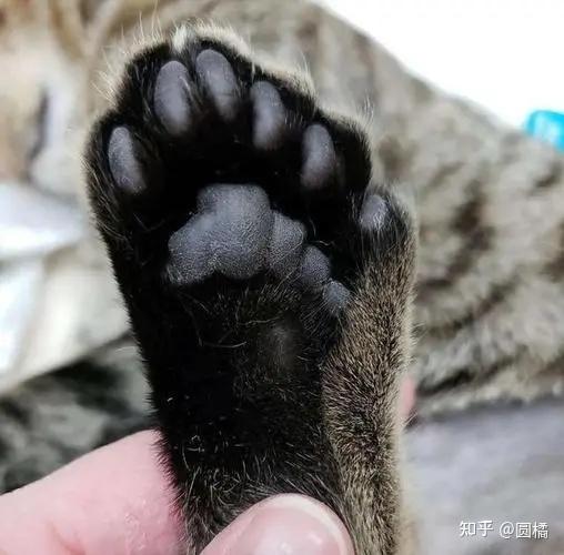 猫咪肉垫长黑色斑点图片