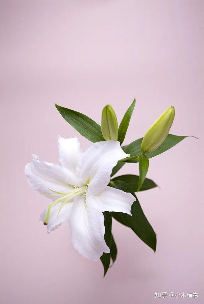 百年好合——百合花 - 知乎