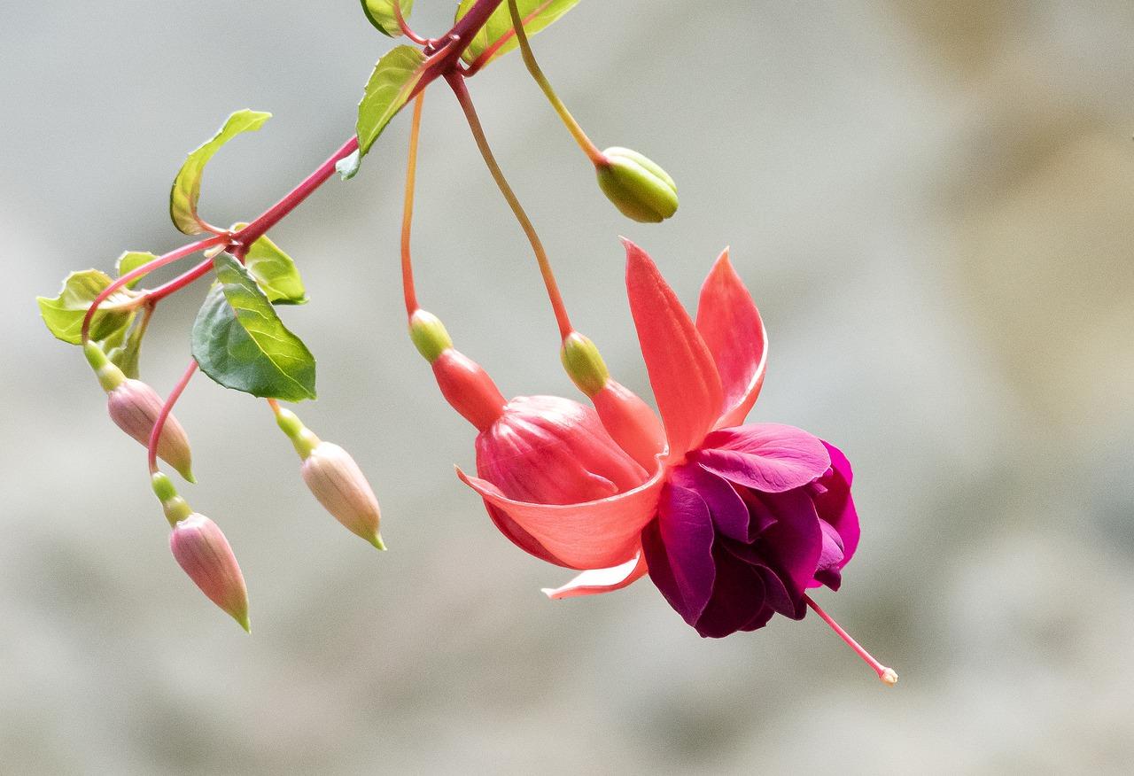 1. 吊钟选购技巧