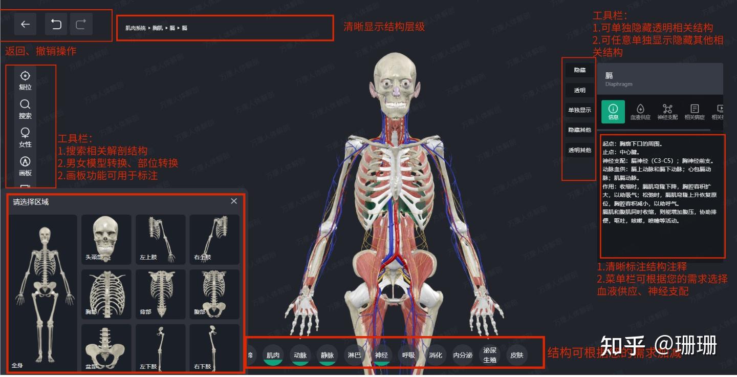 求一个3d解剖学软件? - 知乎