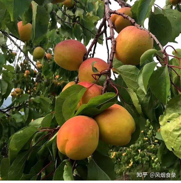 中国哪的“杏”最好吃？经过评选，这10个地方上榜，有你家乡吗？ - 知乎