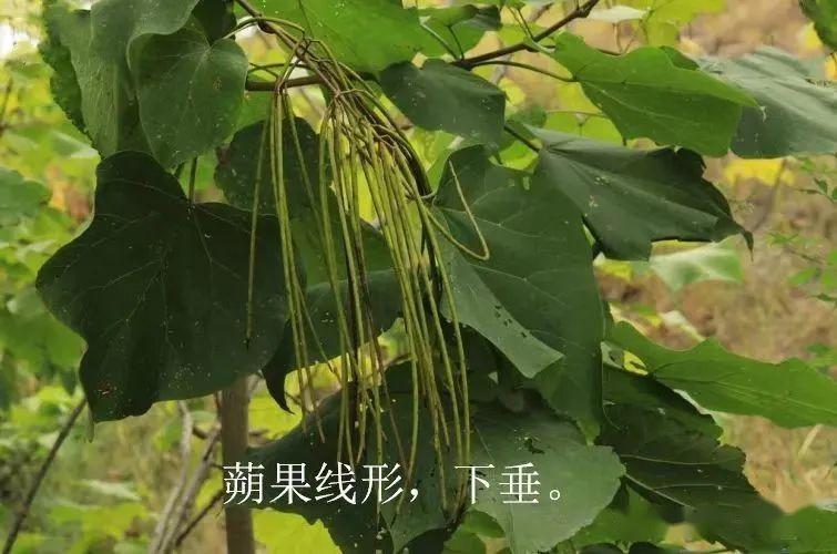 梓树、楸树、黄金树:三种树木的辨识与魅力 - 知乎