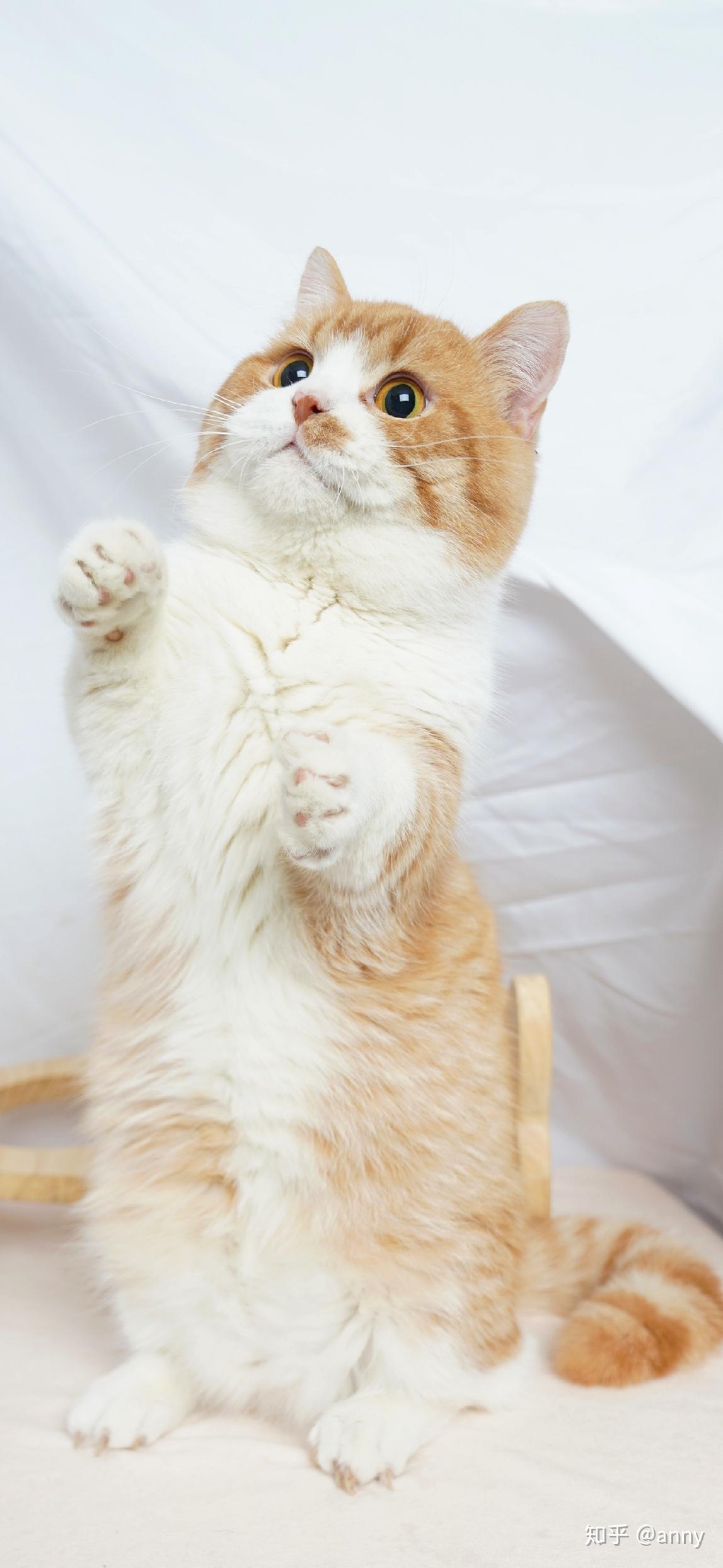 有没有好看的猫咪壁纸或头像?