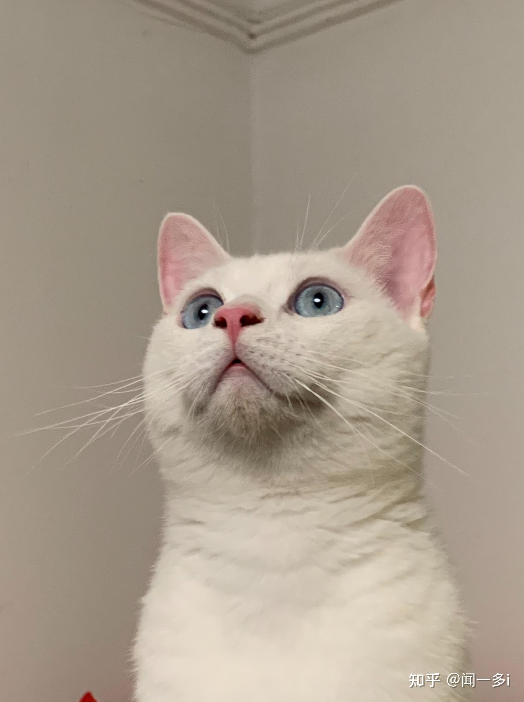 这只蓝眼白猫是英短吗