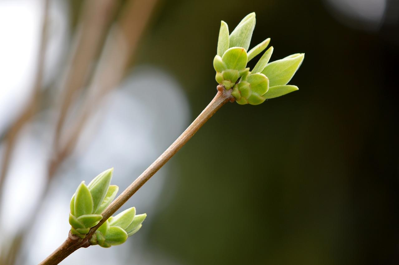3. 芽虫繁殖方法