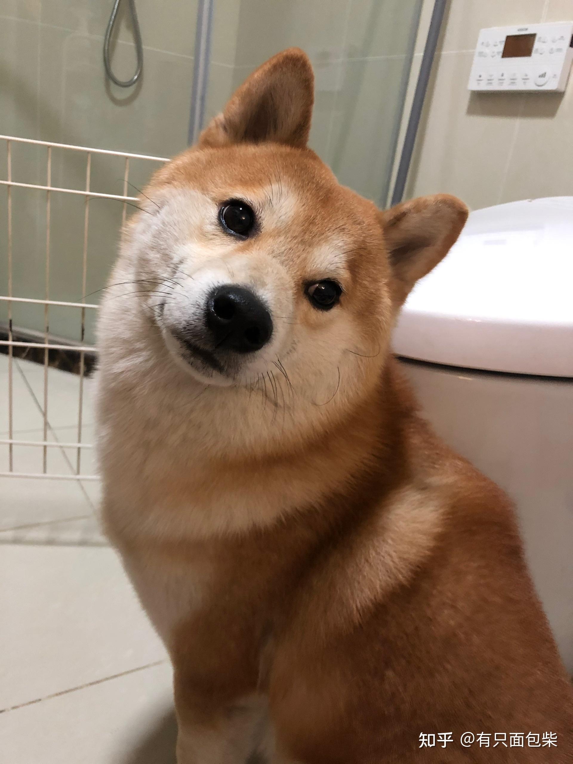 你们的小柴犬花多少钱买的