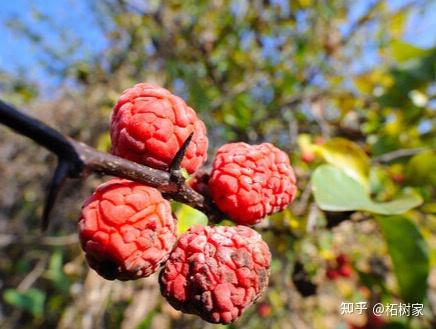 柘树 vs 桑树:同属桑科,为何一个是 “黄金树”,一个是 “平民树”? - 知乎