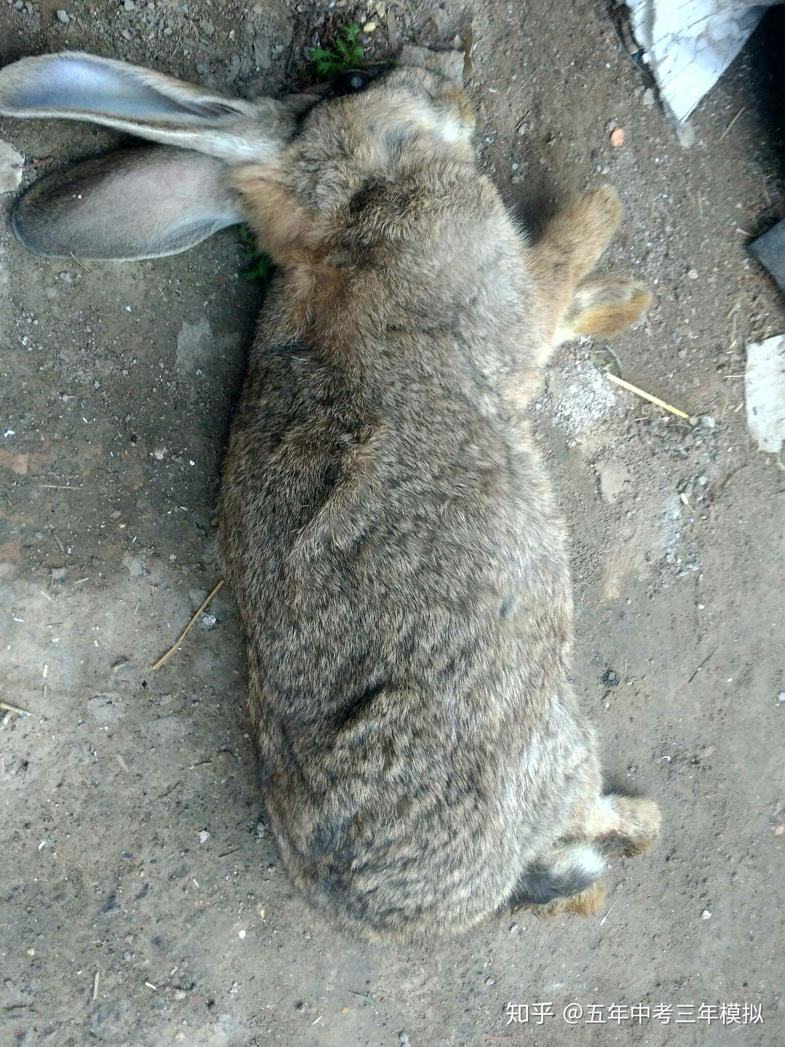 兔子假死状态图片
