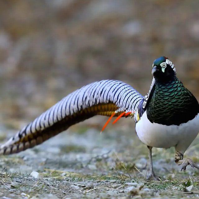 动物史上，存在两个物种没有生殖隔离且生出全新物种的情况吗？