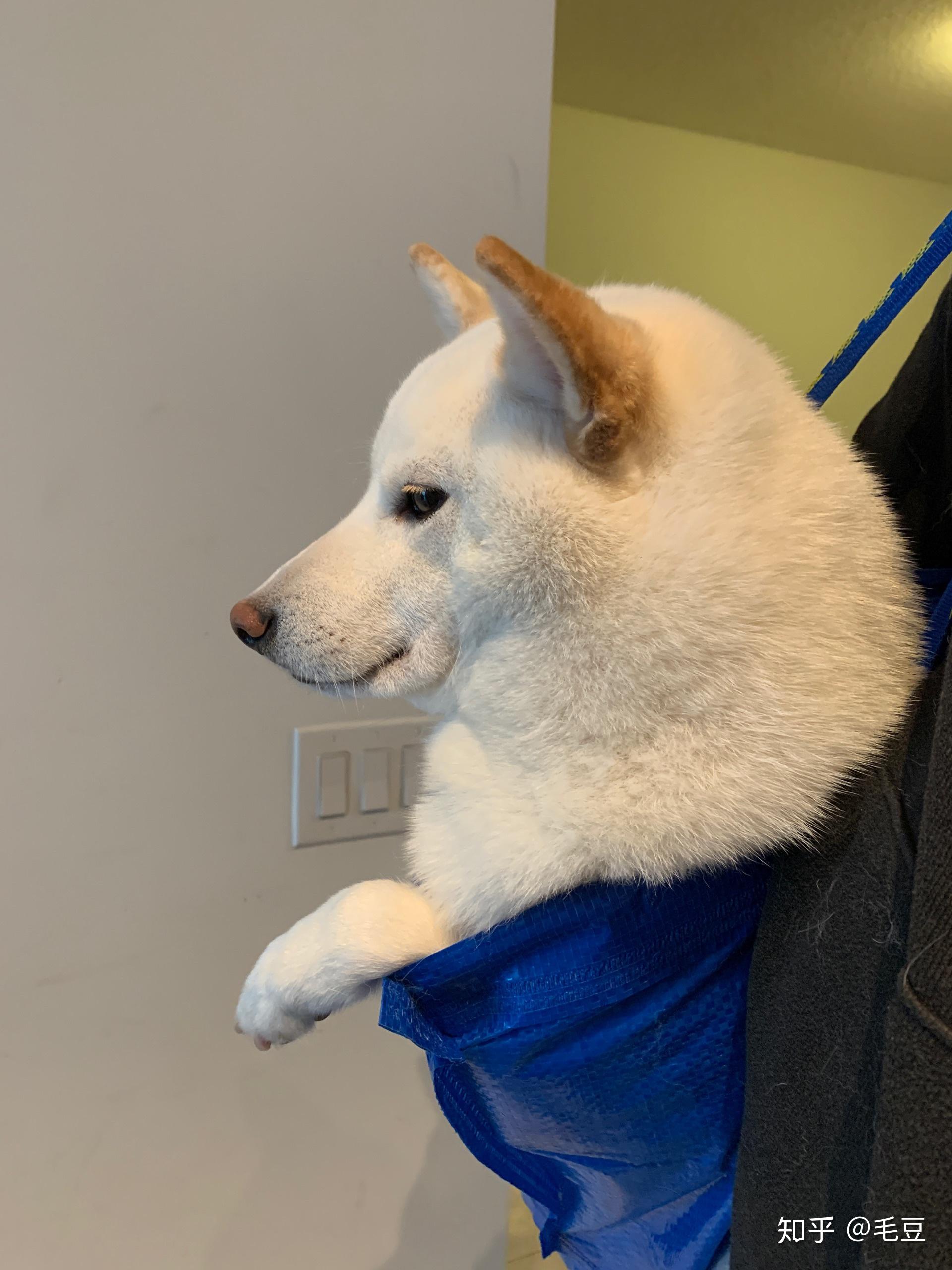 有没有养白色柴犬的大神能不能分享一下感受和图片