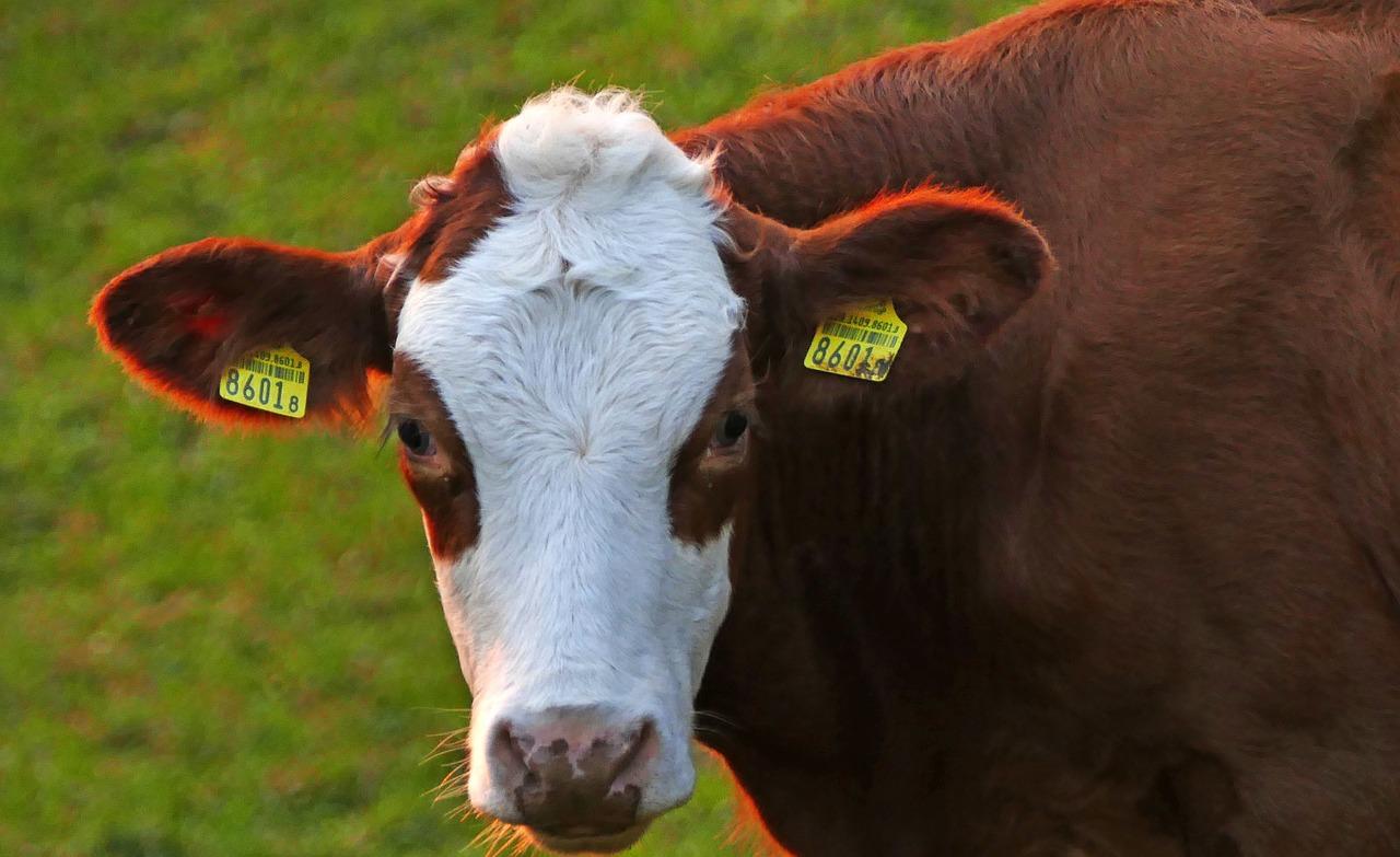 5. 桂花鱼最新价目