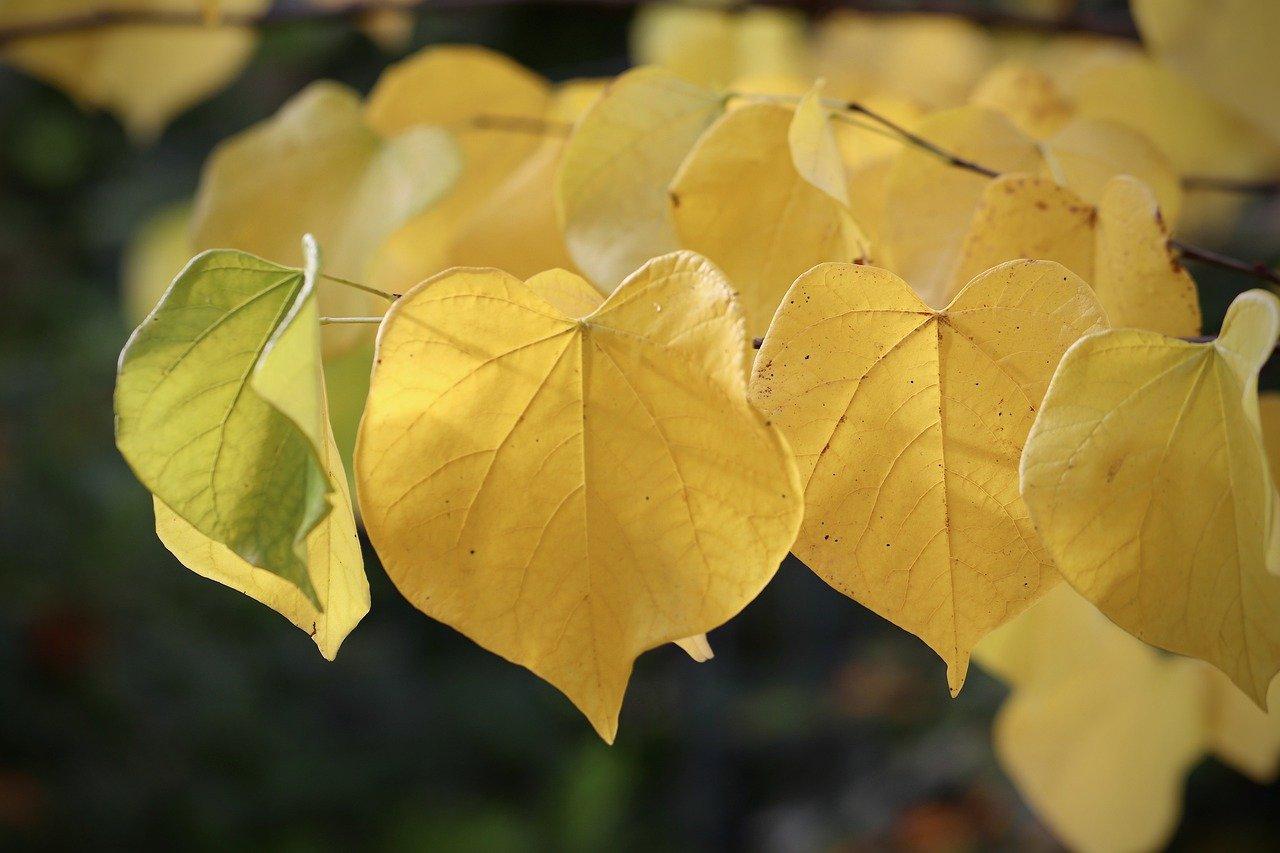 花蔓溪谷多少钱