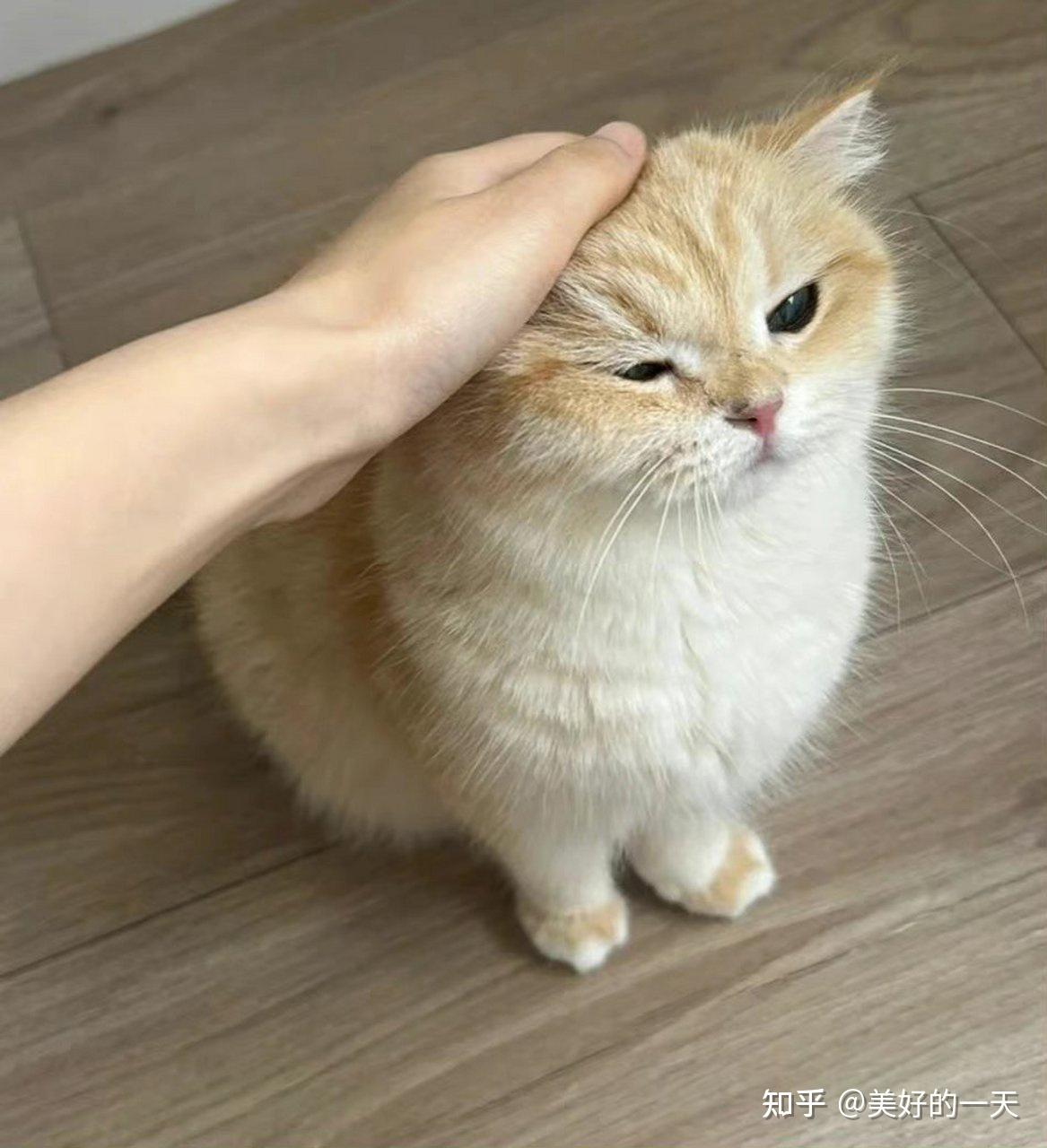 见到猫咪时,摸它的头部,原来它是这么想的! - 知乎
