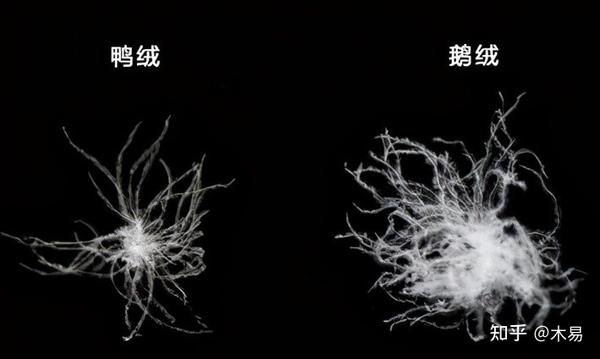 都是羽绒,鹅绒与鸭绒的区别在哪?