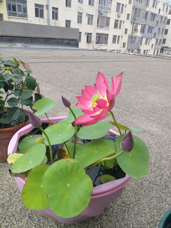 水耕栽培 知乎 水耕栽培 知乎