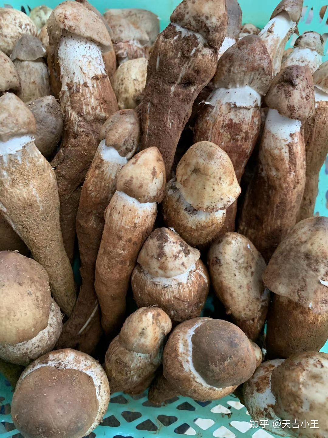 请问这是鸡棕菌吗? - 知乎