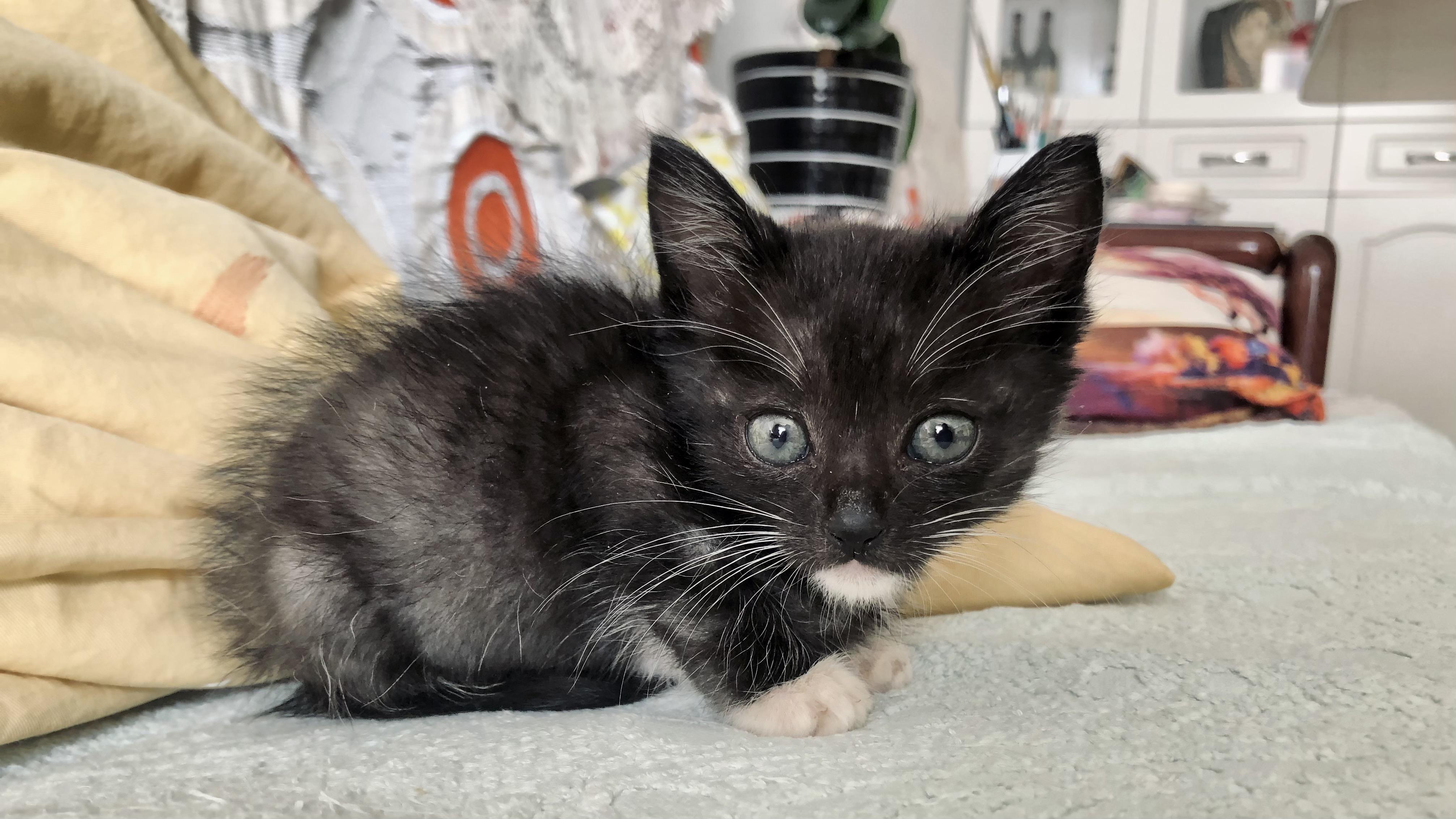 奶牛猫的颜值能高到什么程度? - 知乎