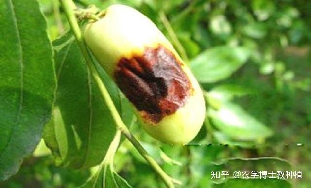 枣树种植很麻烦？掌握一项关键技术，保证大枣挂满枝头 - 知乎