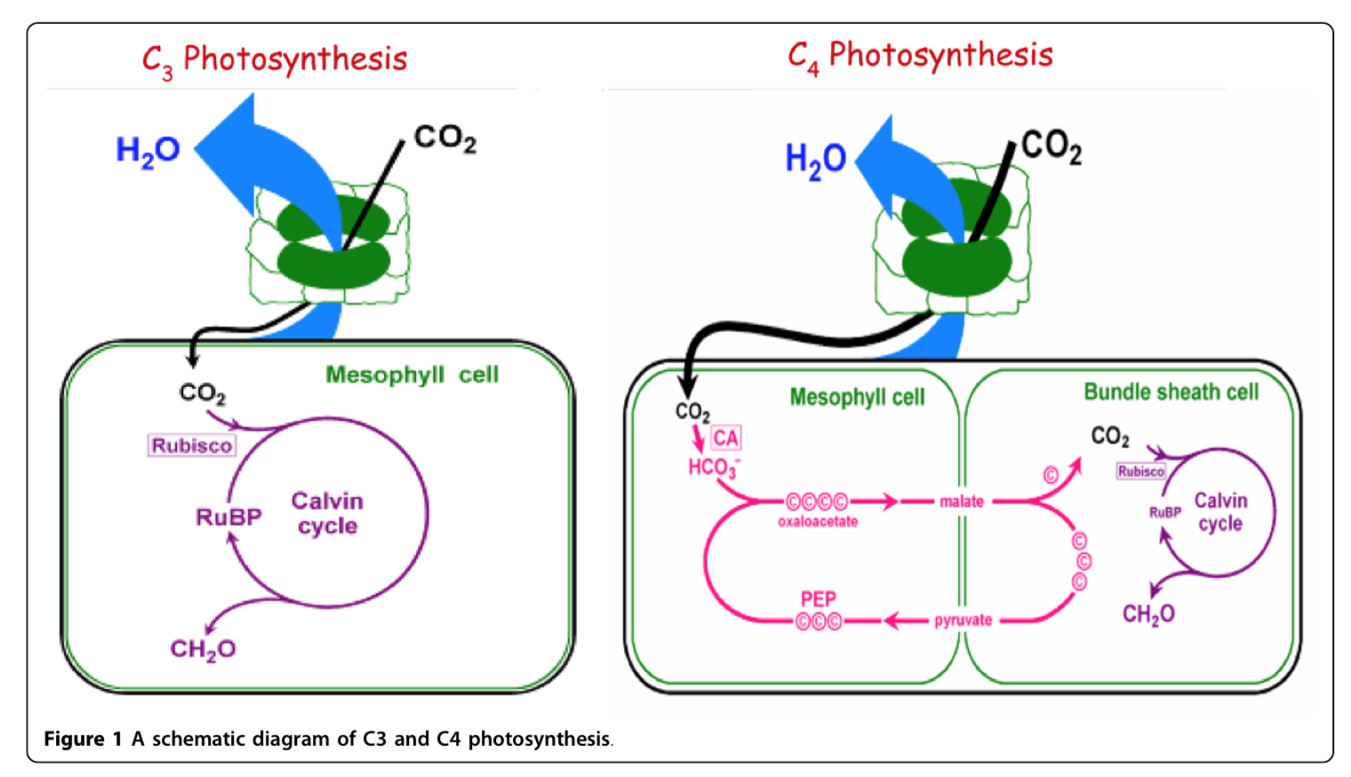 为什么c4植物光合速率比c3植物高