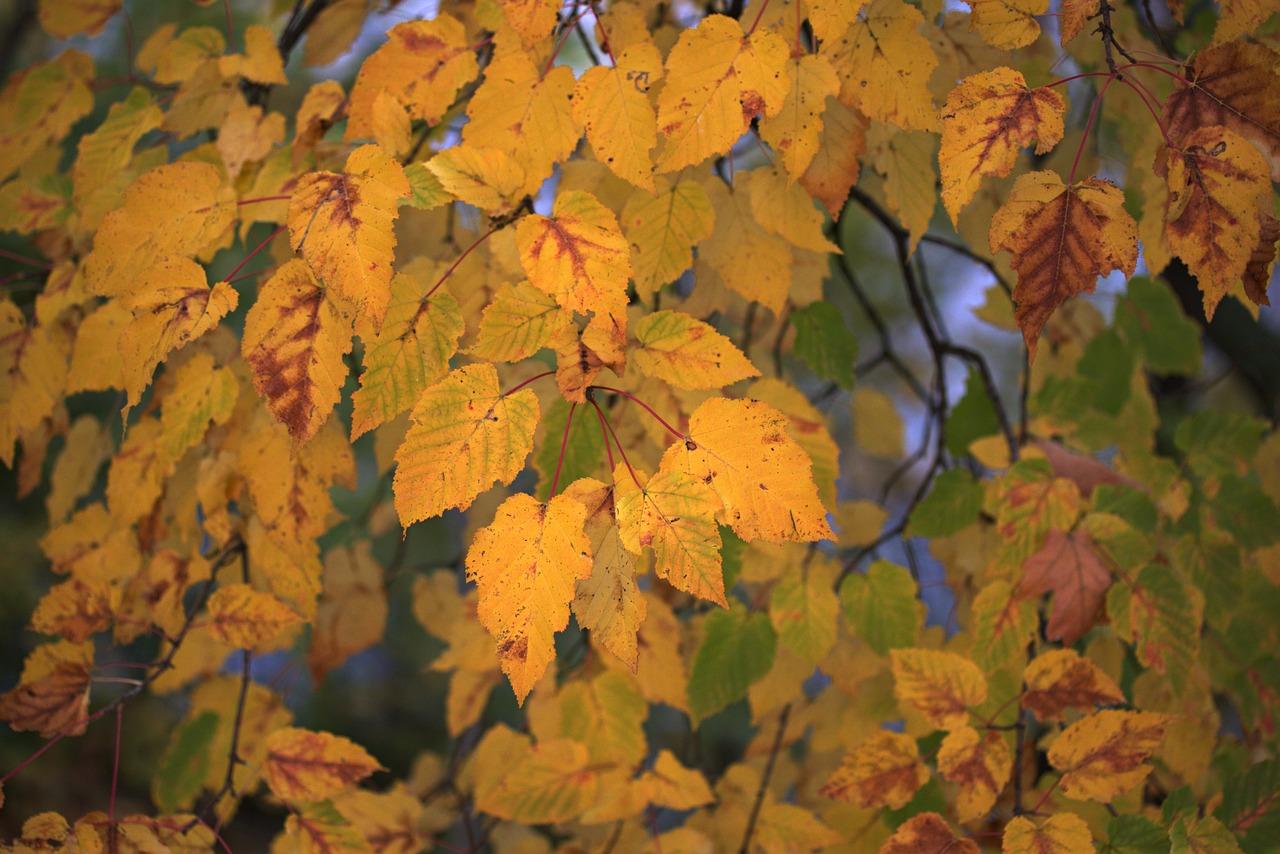 柠檬树叶子发黄怎么办