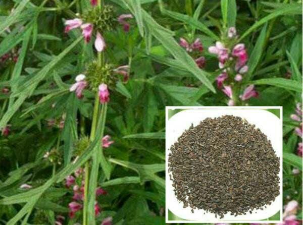 有哪些意境优美的中药名字?