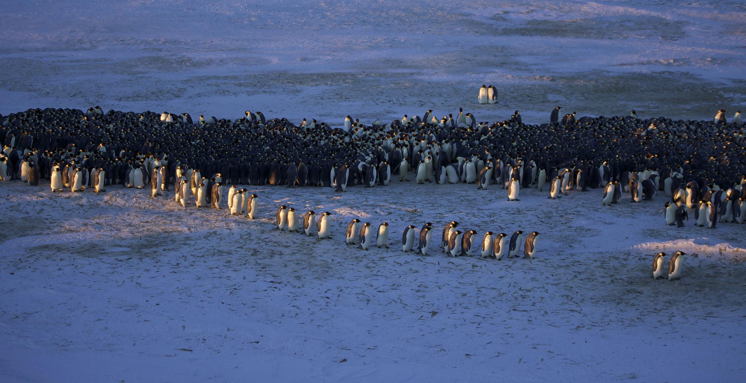 企鹅抱团取暖图片图片