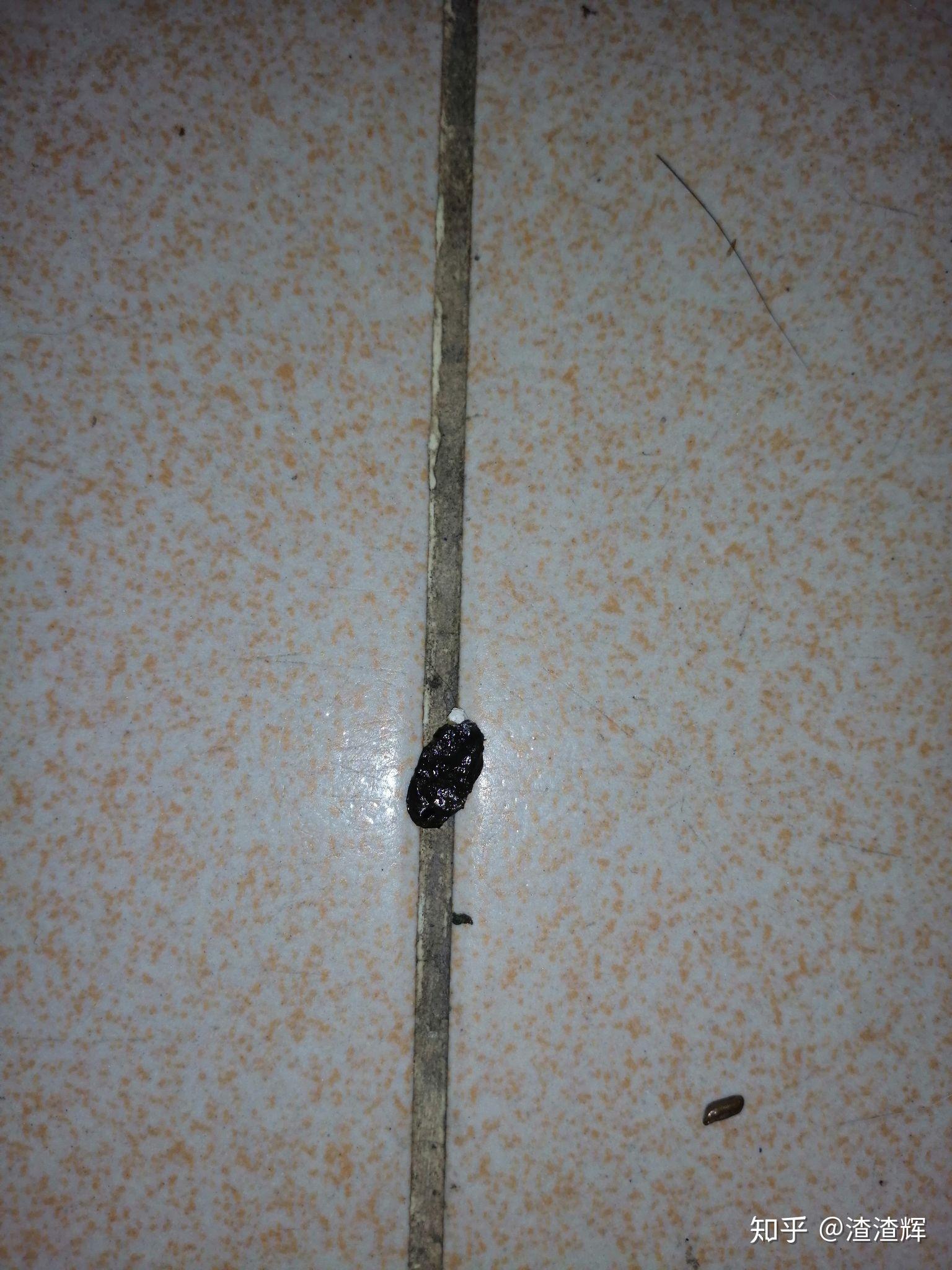 谁能告诉我这是壁虎的便便么?千万不要是老鼠的啊… - 知乎