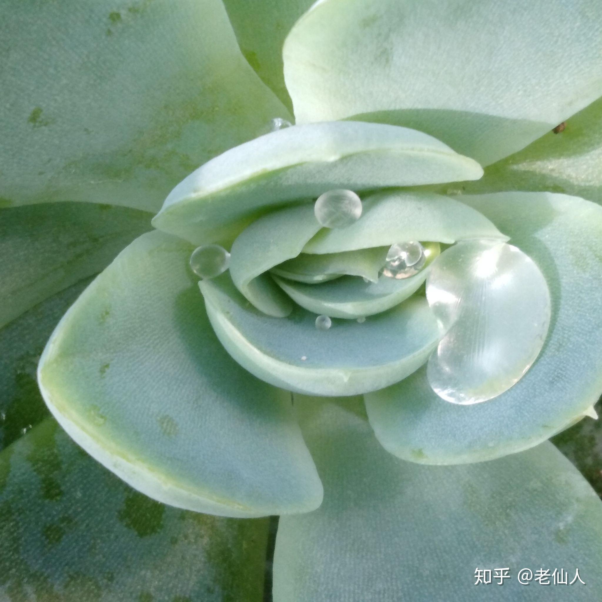 细胞分裂与多肉缀化 - 知乎