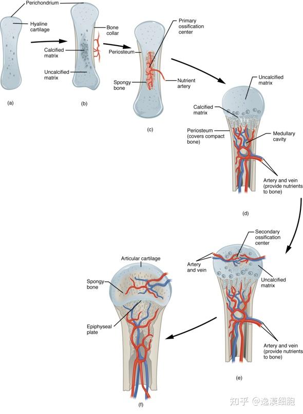 大鼠成骨细胞 (Osteoblasts) 分离培养 - 知乎