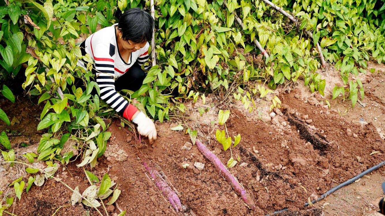 紫山药种植如何?听说很火? - 知乎
