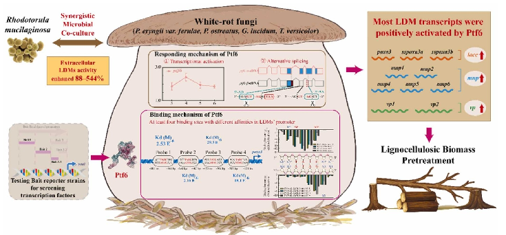 Ptf6 Complex 江南大学丁重阳等发现新型转录因子Ptf6在微生物共培养中促进木质素降解酶的产生 - 知乎