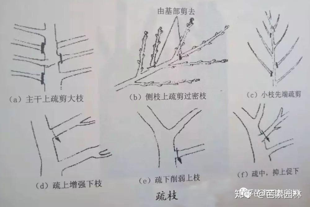 园林苗木的十大修剪技术! - 知乎