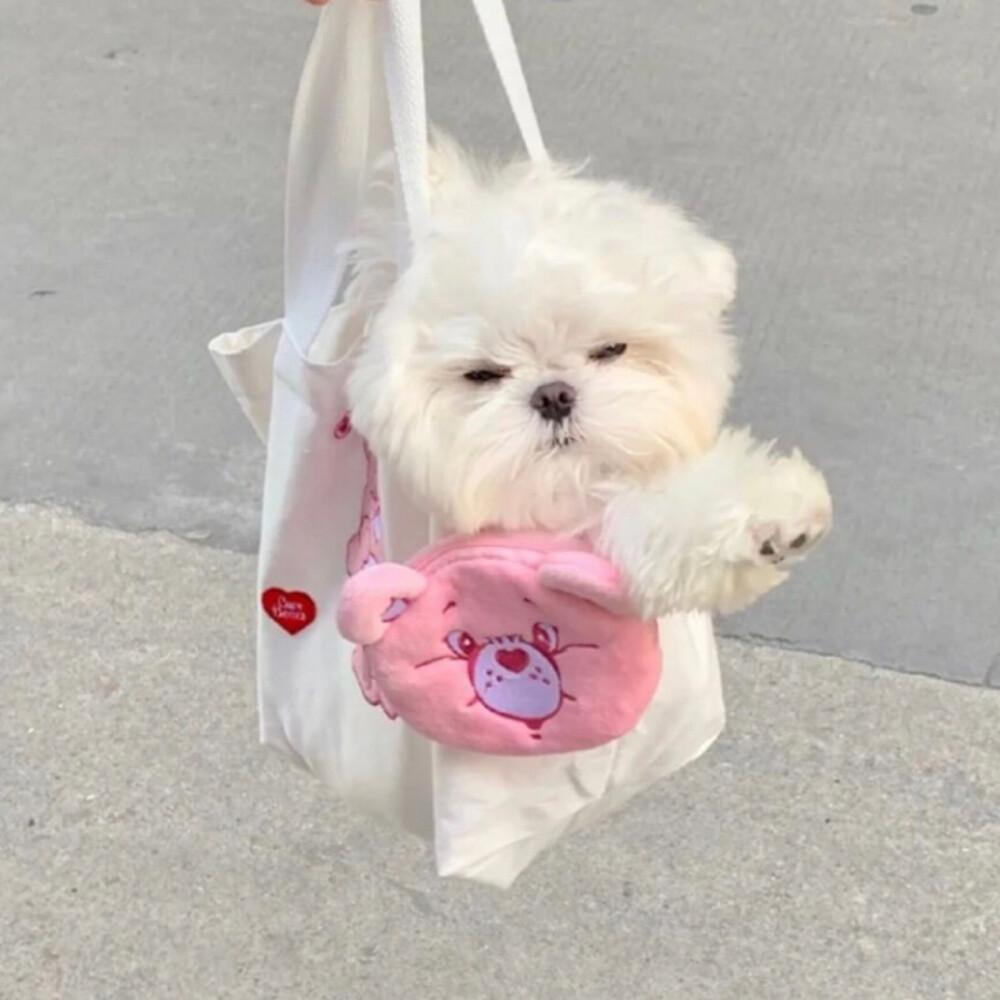 有什么可爱的小动物头像