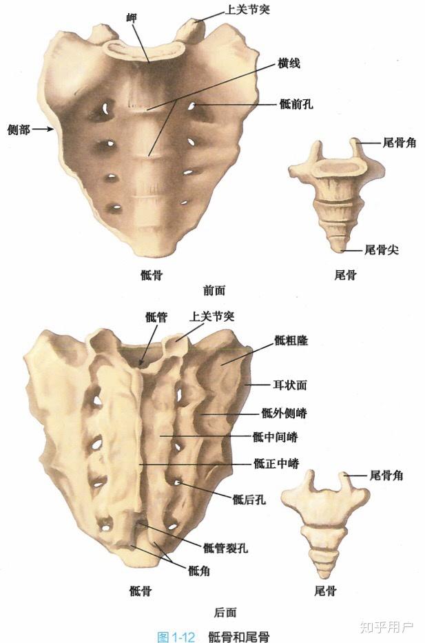 骶骨一共有幾塊