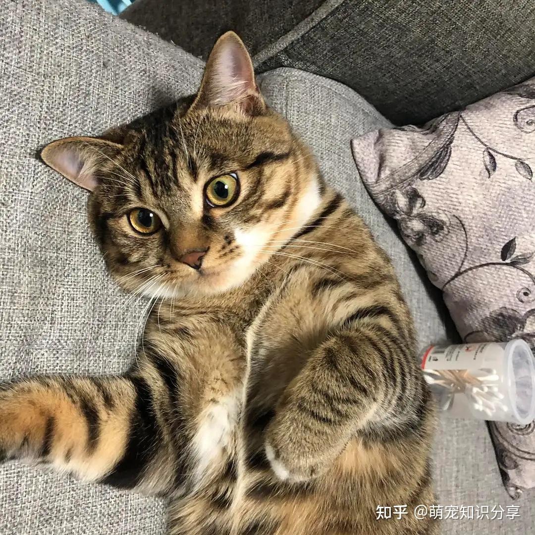 狸花猫的优点缺点 你都知道那些? - 知乎