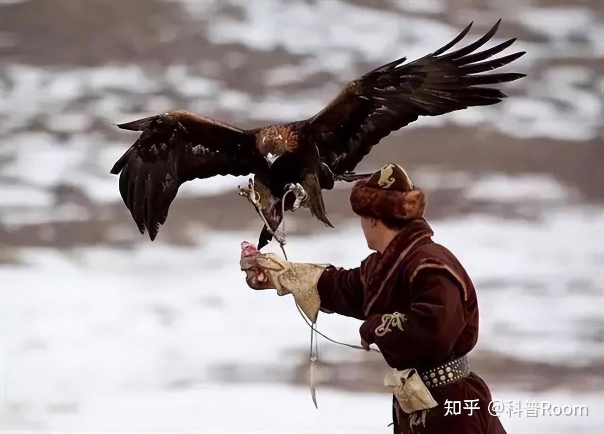 熬鹰到底有多难?七天七夜不合眼,还有人最后把自己熬死了 - 知乎