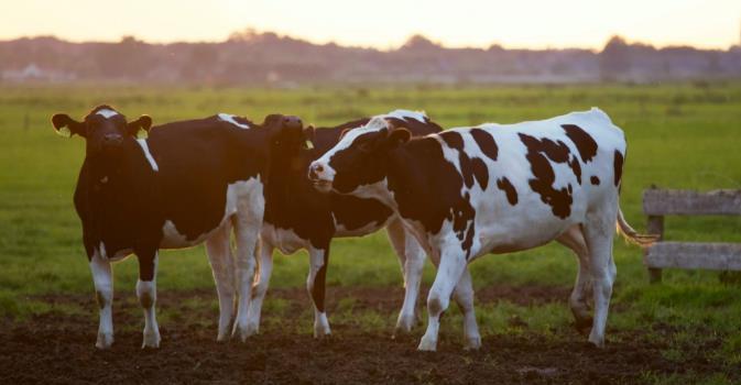 西部牧业2021年营收1128亿元同比增长3750