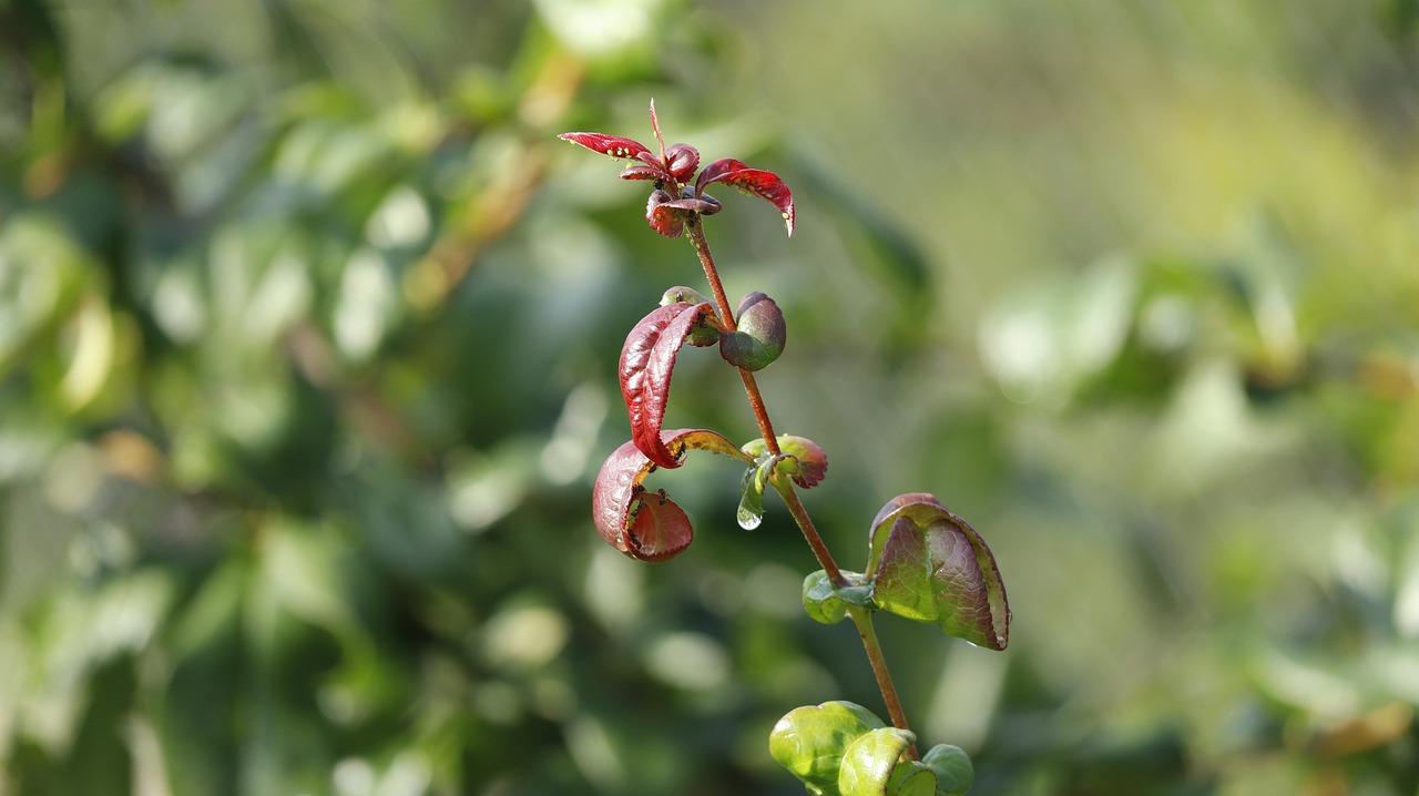 3. 高效粘虫杀虫粉