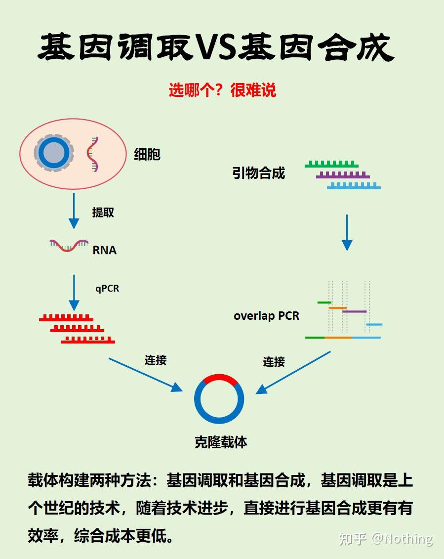 图解转录调控过程---基因过表达、基因沉默、RNA干扰 - 知乎