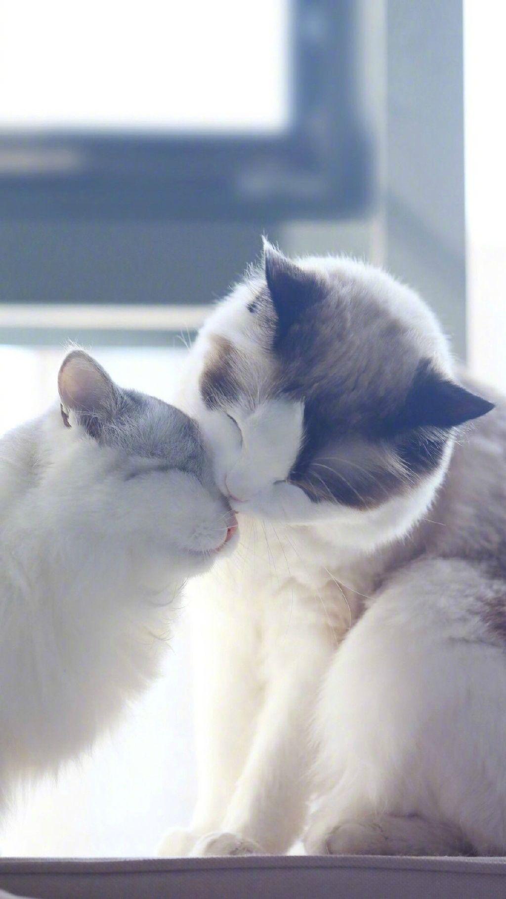 有哪些好看的猫咪壁纸或头像