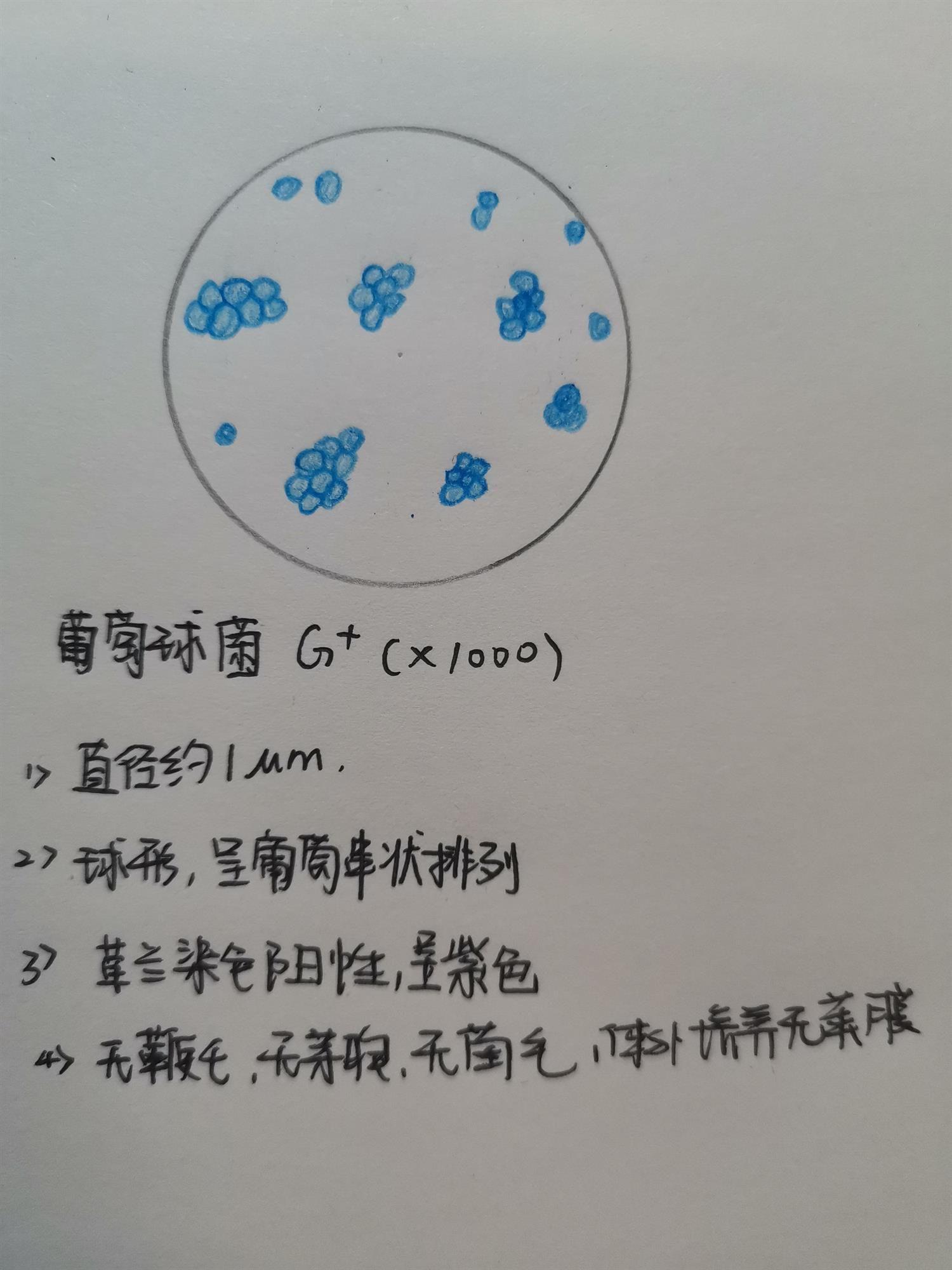 有葡萄球菌,結核桿菌,大腸桿菌,蠟樣芽孢桿菌,炭疽桿菌的紅藍鉛筆手繪