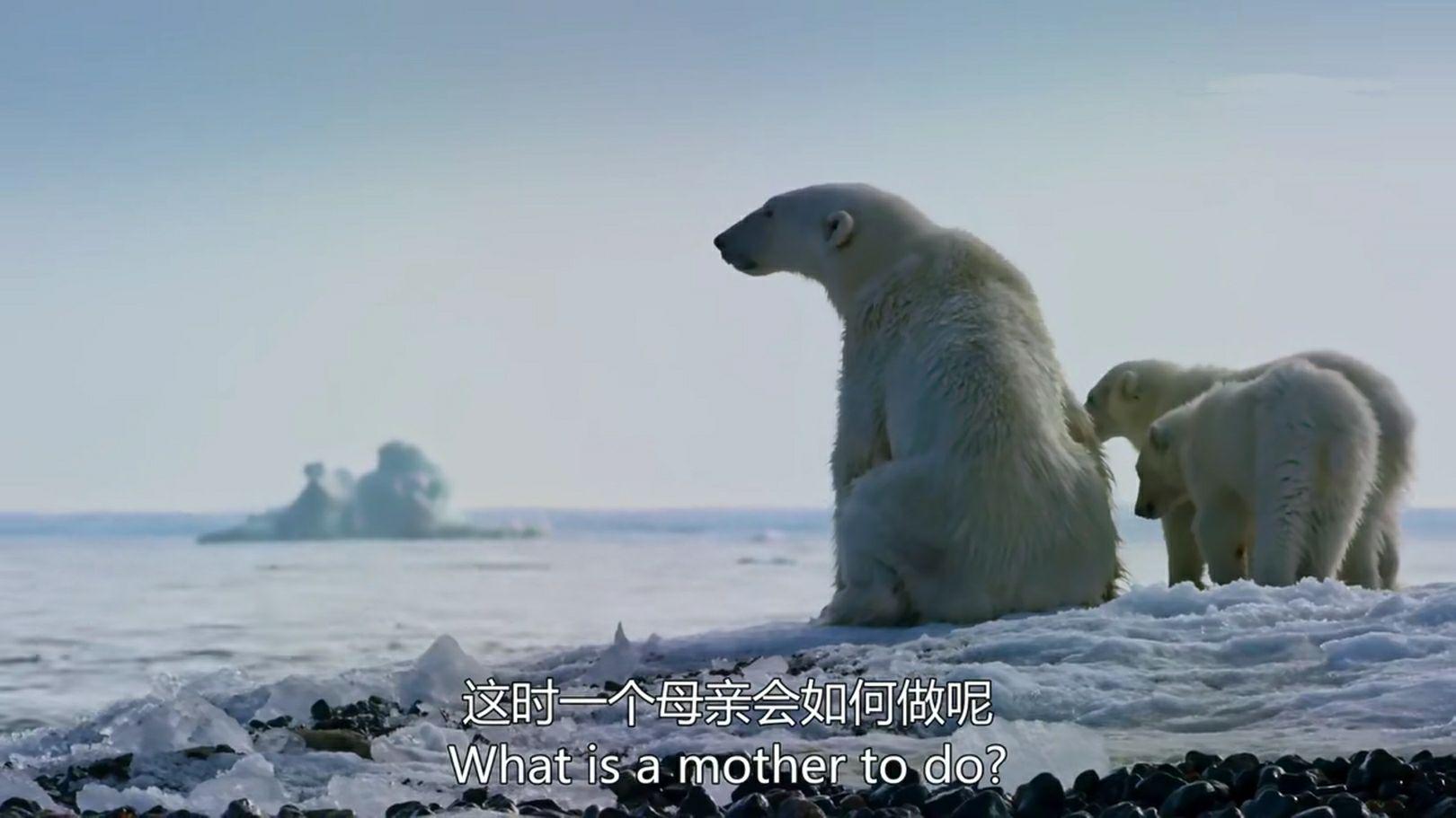 如何评价bbc纪录片蓝色星球2blueplanetii