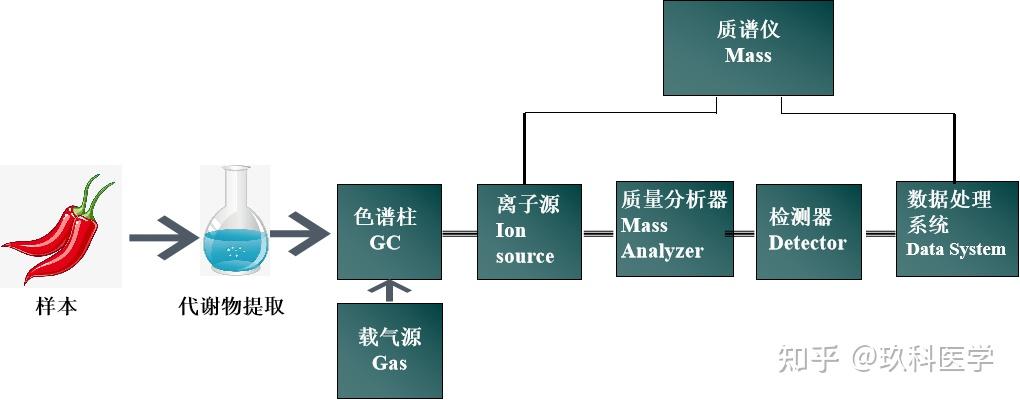 代谢组学专题 | GC-MS、LC-MS的原理及区别 - 知乎
