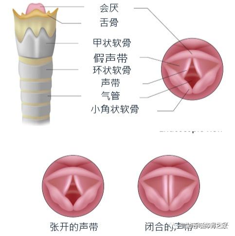 解剖学和生理学言语机制 - 知乎