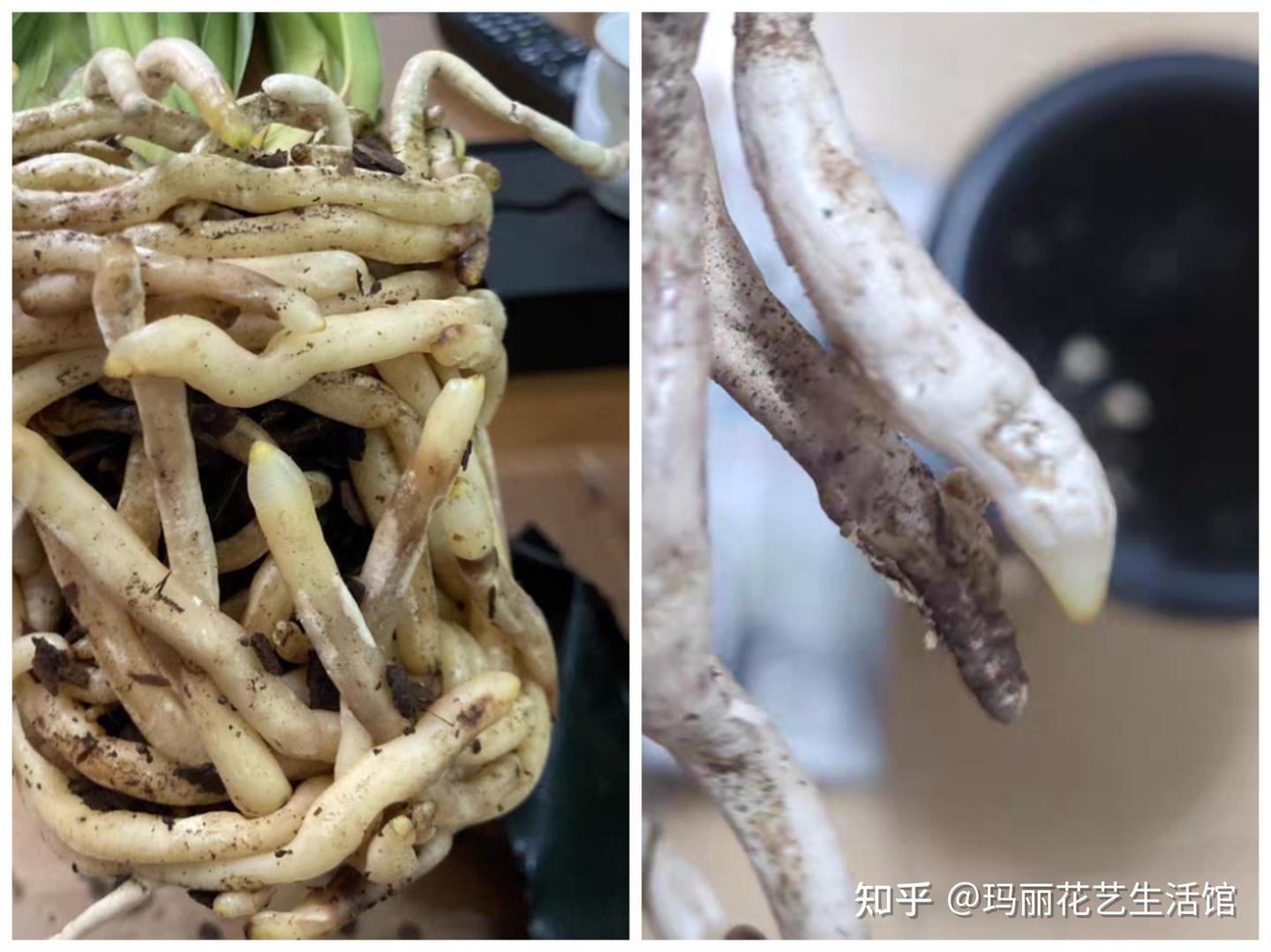 兰花的根是什么样子?了解兰花根,才能分辨兰花,正确栽培它 - 知乎