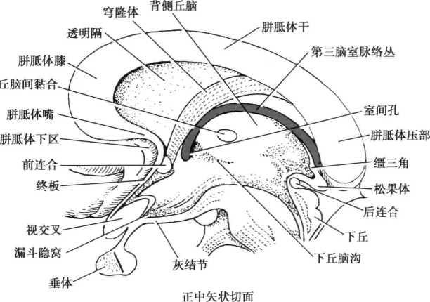 透明隔解剖图图片