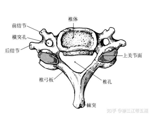 椎弓解剖图片