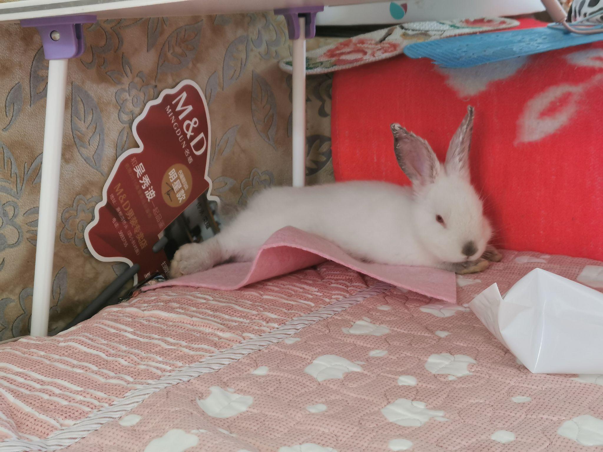 你养的兔子多久才出现贵妃躺